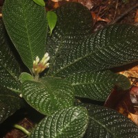 Acranthera ceylanica Arn. ex Meisn.