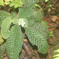 Acranthera ceylanica Arn. ex Meisn.