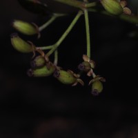 Nepenthes distillatoria L.