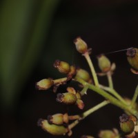 Nepenthes distillatoria L.