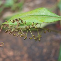 Nepenthes distillatoria L.