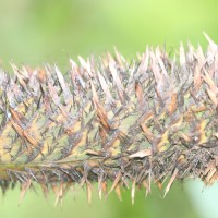 Calamus ovoideus Thwaites ex Trimen