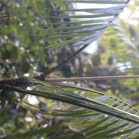 Calamus ovoideus Thwaites ex Trimen