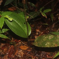 Cryptostylis arachnites (Blume) Hassk.