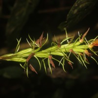 Cryptostylis arachnites (Blume) Hassk.