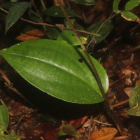 Cryptostylis arachnites (Blume) Hassk.