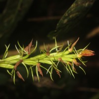Cryptostylis arachnites (Blume) Hassk.