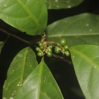 Allophylus zeylanicus L.