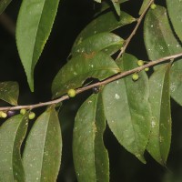 Eurya acuminata DC.