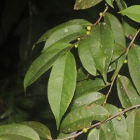 Eurya acuminata DC.
