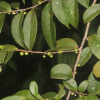 Eurya acuminata DC.
