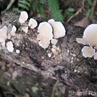 Earliella scabrosa (Pers.) Gilb. & Ryvarden 1985