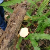 Ganoderma carnosum Pat. 1889
