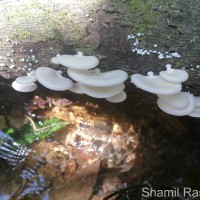 <i>Pleurotus sp1</i>