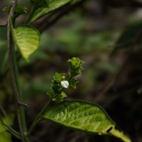 Justicia capitata (T.Anderson ex Hook.f.) L.H.Cramer