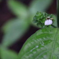 Justicia capitata (T.Anderson ex Hook.f.) L.H.Cramer