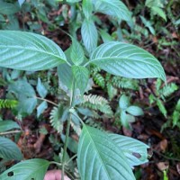 Justicia capitata (T.Anderson ex Hook.f.) L.H.Cramer