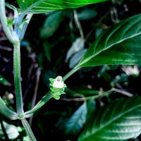 Justicia capitata (T.Anderson ex Hook.f.) L.H.Cramer