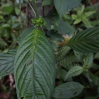 Justicia capitata (T.Anderson ex Hook.f.) L.H.Cramer