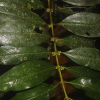 Urophyllum ellipticum (Wight) Thwaites