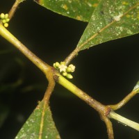 Urophyllum ellipticum (Wight) Thwaites