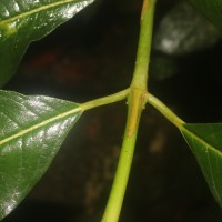Urophyllum ellipticum (Wight) Thwaites