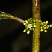 Urophyllum ellipticum (Wight) Thwaites