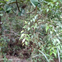 Memecylon rostratum Thwaites