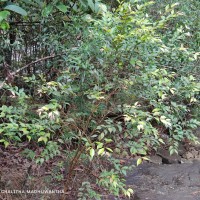 Memecylon rostratum Thwaites
