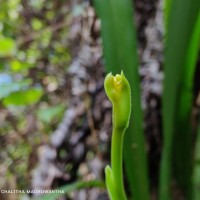 Cymbidium haematodes Lindl