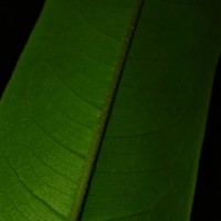 Cotylelobium scabriusculum (Thwaites) Brandis