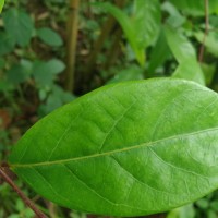 Cleistanthus ferrugineus (Thwaites) Müll.Arg.