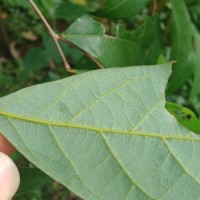 Cleistanthus ferrugineus (Thwaites) Müll.Arg.