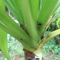 Crinum asiaticum L.