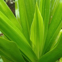 Crinum asiaticum L.