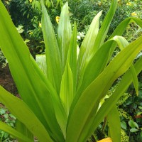 Crinum asiaticum L.