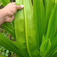 Crinum asiaticum L.