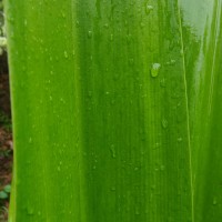 Crinum asiaticum L.