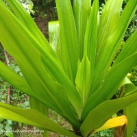Crinum asiaticum L.