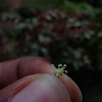 Croton klotzschianus (Wight) Thwaites