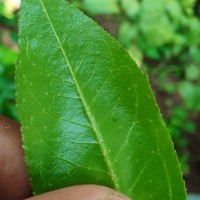 Croton klotzschianus (Wight) Thwaites