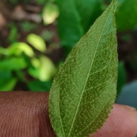 Croton klotzschianus (Wight) Thwaites