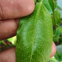 Croton klotzschianus (Wight) Thwaites