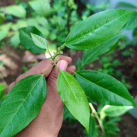 Croton klotzschianus (Wight) Thwaites