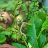 Croton klotzschianus (Wight) Thwaites