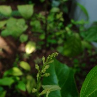 Croton klotzschianus (Wight) Thwaites