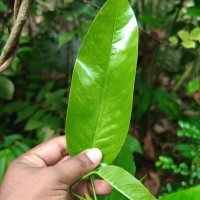 Anthoshorea hulanidda (Kosterm.) P.S.Ashton & J.Heck. Kosterm.