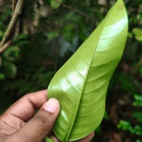 Anthoshorea hulanidda (Kosterm.) P.S.Ashton & J.Heck. Kosterm.