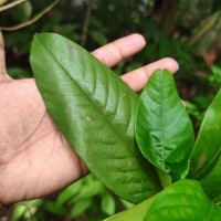 Anthoshorea hulanidda (Kosterm.) P.S.Ashton & J.Heck. Kosterm.