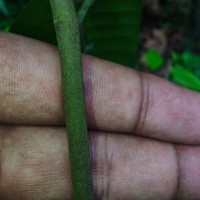 Anthoshorea hulanidda (Kosterm.) P.S.Ashton & J.Heck. Kosterm.